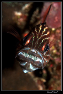 Male tiger cardinalfish (cheliodipterus macrodon) hatchin... by Daniel Strub 